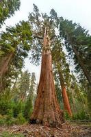 árbol secoya de general grant grove, una sección del parque nacional kings canyon foto