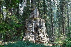 gran bosque de tocones en el parque nacional sequoia y kings canyon en california. foto