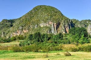 Tobacco field in the Vinales Valley, north of Cuba. photo