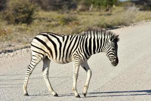 cebra bebé - etosha, namibia foto