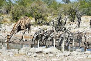 Zebras, Giraffes - Etosha, Namibia photo