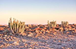 Cactus - Namibia photo