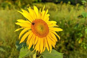 primer plano de un girasol amarillo con una abeja en un laberinto de girasoles en el condado de sussex, nueva jersey. foto