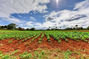 campo de tabaco en el valle de viñales, al norte de cuba. foto