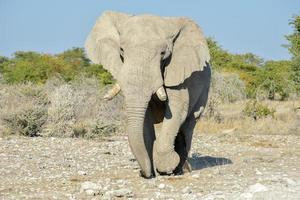 elefante - etosha, namibia foto