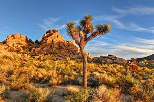 hermoso paisaje en el parque nacional joshua tree en california. foto