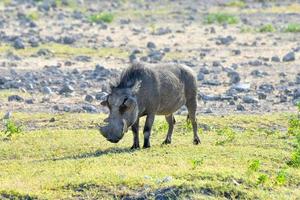 Warthog - Etosha, Namibia photo