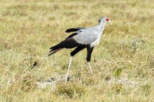 Secretary Bird in Etosha National Park photo