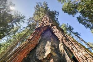 puerta de sequoia en mariposa grove, parque nacional de yosemite foto