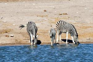 Zebras - Etosha, Namibia photo