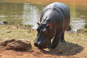 hipopótamo en el santuario de vida silvestre mlilwane. foto