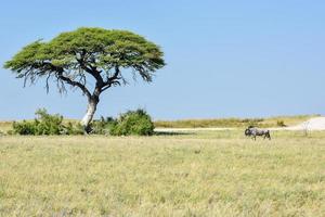 Wildebeest in Etosha National Park photo