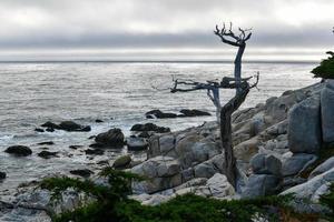 Landscape of Pescadero Point with ghost trees along 17 Mile Drive in the coast of Pebble Beach, California photo