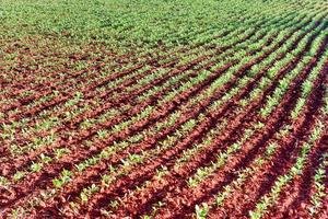 campo de tabaco en el valle de viñales, al norte de cuba. foto