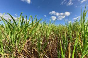 campos de caña de azúcar en una plantación en guayabales, cuba. foto