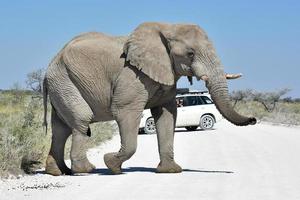 Elephant - Etosha, Namibia photo