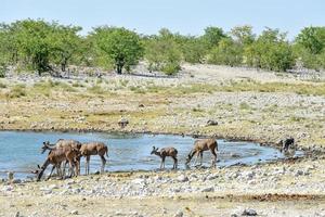 Kudu in Etosha National Park photo