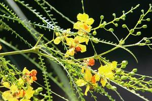 Summer flowers in a city park in Israel. photo