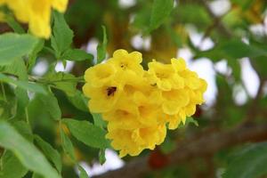 Summer flowers in a city park in Israel. photo