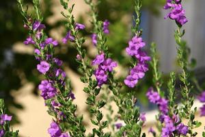 Summer flowers in a city park in Israel. photo