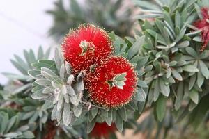 Summer flowers in a city park in Israel. photo