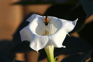 Summer flowers in a city park in Israel. photo