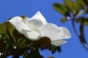 flores de verano en un parque de la ciudad de israel. foto