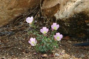 Summer flowers in a city park in Israel. photo