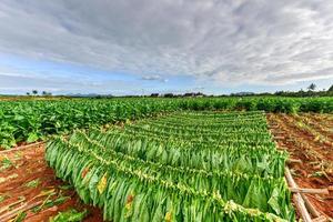 campo de tabaco en el valle de viñales, al norte de cuba. foto