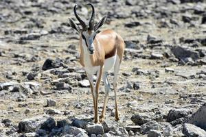 gacela en el parque nacional de etosha foto