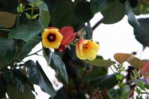 Summer flowers in a city park in Israel. photo