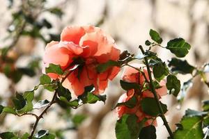 Summer flowers in a city park in Israel. photo