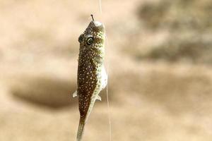 el pescado fresco se vende en un bazar en israel. foto