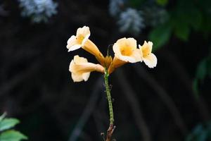 Summer flowers in a city park in Israel. photo