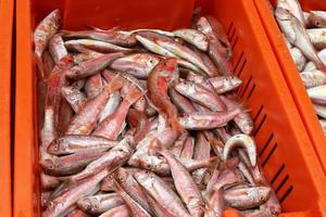 Fresh fish is sold at a bazaar in Israel. photo