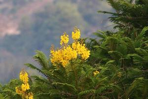 flores de verano en un parque de la ciudad de israel. foto