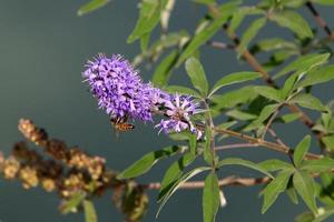 Summer flowers in a city park in Israel. photo