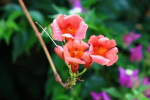 Summer flowers in a city park in Israel. photo