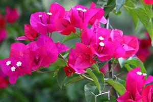 Summer flowers in a city park in Israel. photo