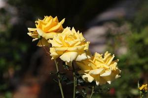 Summer flowers in a city park in Israel. photo