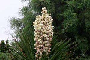 flores de verano en un parque de la ciudad de israel. foto