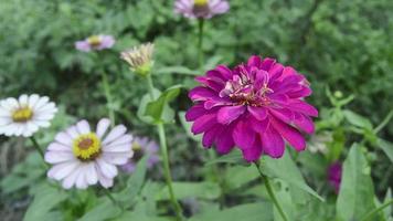 zínias florescendo no jardim. esta flor tem uma coroa de flores muito fina e dura, semelhante a uma folha de papel. zinia consiste em 20 espécies de plantas video