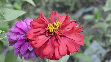 zinnias floreciendo en el jardín. esta flor tiene una corona de flores muy delgada y rígida similar a una hoja de papel. zinia consta de 20 especies de plantas video