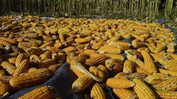 Corn that has been harvested is dried manually in the direct heat of the sun