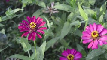 zinnias fleurissant dans le jardin. cette fleur a une couronne de fleurs très fine et rigide semblable à une feuille de papier. zinia se compose de 20 espèces de plantes video