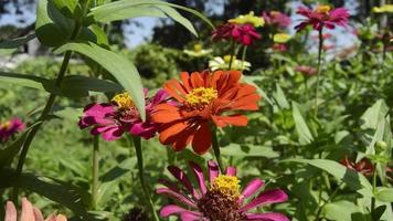 zinnias blooming in the garden. This flower has a very thin and stiff flower crown similar to a sheet of paper. Zinia consists of 20 species of plants video