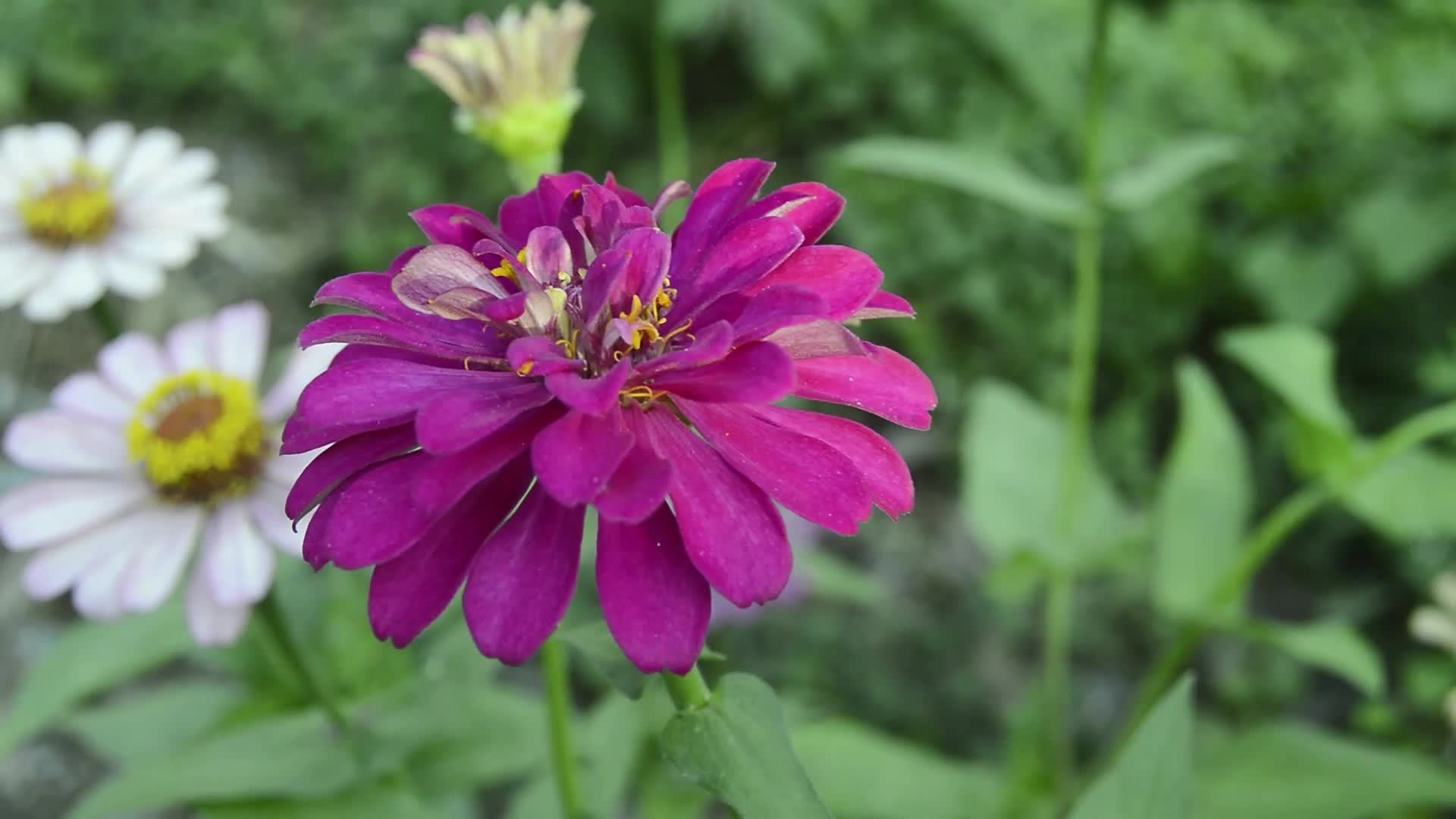 zinnias blooming in the garden. This flower has a very thin and stiff  flower crown similar to a sheet of paper. Zinia consists of 20 species of  plants 16199171 Stock Video at Vecteezy