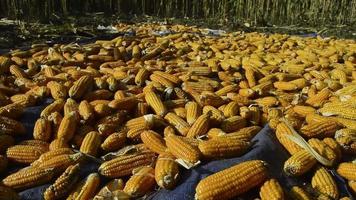 Corn that has been harvested is dried manually in the direct heat of the sun video