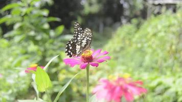 una mariposa posada en una flor de zinnia en flor video