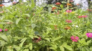 zinnias floreciendo en el jardín. esta flor tiene una corona de flores muy delgada y rígida similar a una hoja de papel. zinia consta de 20 especies de plantas video